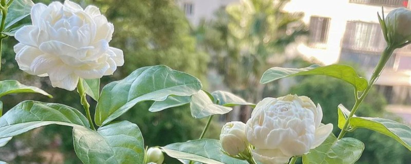 茉莉花的品种，常见虎头茉莉、宝珠茉莉等品种