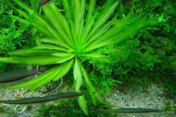 皇冠草怎么养殖,每隔1-2个星期换一次水