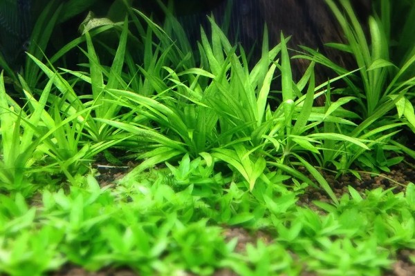 皇冠草怎么养殖,每隔1-2个星期换一次水