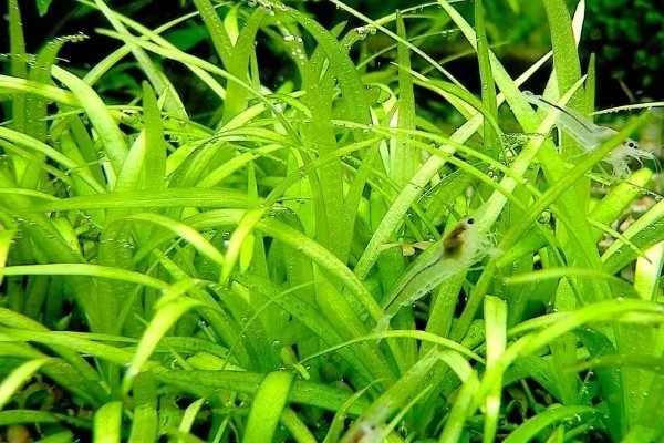 皇冠草怎么养殖,每隔1-2个星期换一次水