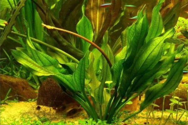 皇冠草怎么养殖,每隔1-2个星期换一次水