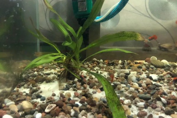 皇冠草怎么养殖,每隔1-2个星期换一次水