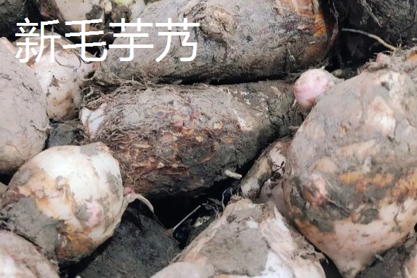 江苏太仓市的特产，有肉松、双凤爊鸡等
