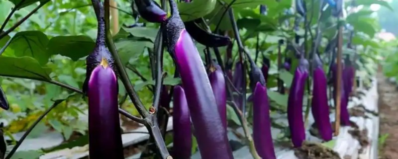 茄子怎么播种，经过催芽后再均匀播撒
