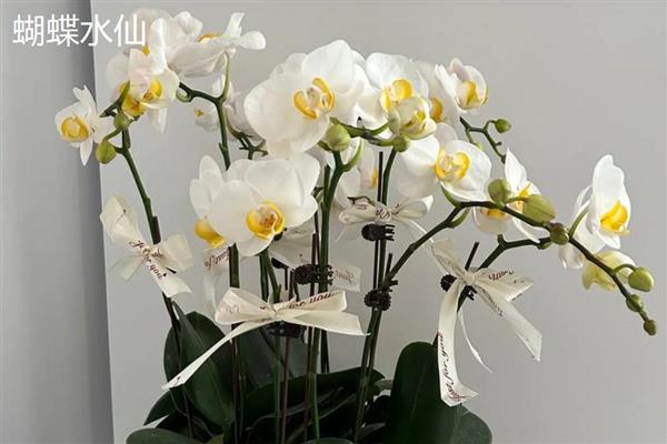 水仙花有没有毒,全株有毒