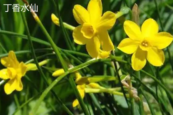 水仙花有没有毒,全株有毒