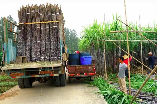 甘蔗的种植技术,春播时间为1月底至3月中旬