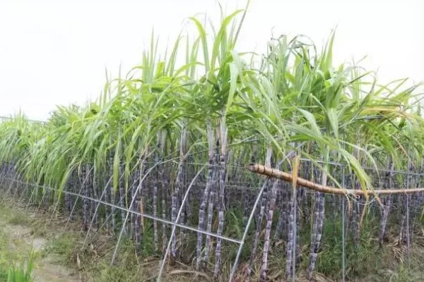 甘蔗的种植技术,春播时间为1月底至3月中旬