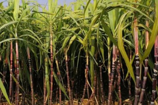 甘蔗的种植技术,春播时间为1月底至3月中旬