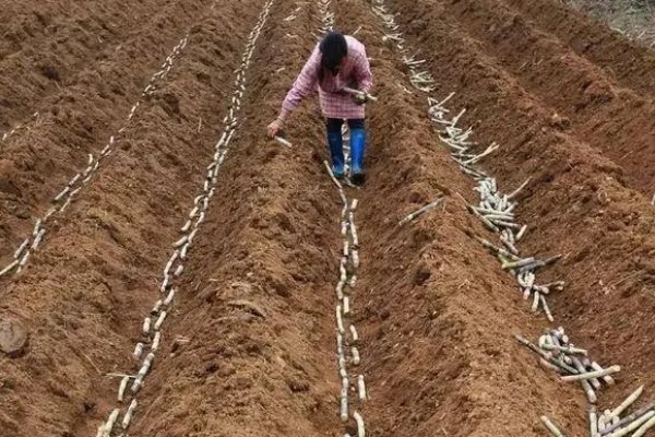 甘蔗的种植技术,春播时间为1月底至3月中旬