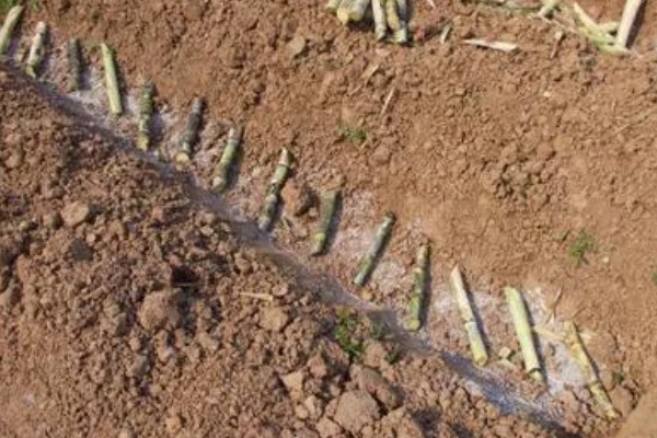 甘蔗的种植技术,春播时间为1月底至3月中旬