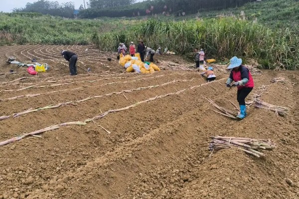 甘蔗的种植技术,春播时间为1月底至3月中旬