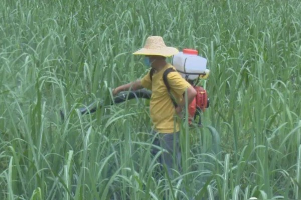 甘蔗的种植技术,春播时间为1月底至3月中旬