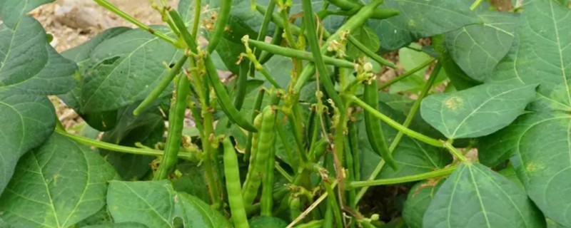 北方种绿豆的时间，一般在4月份播种