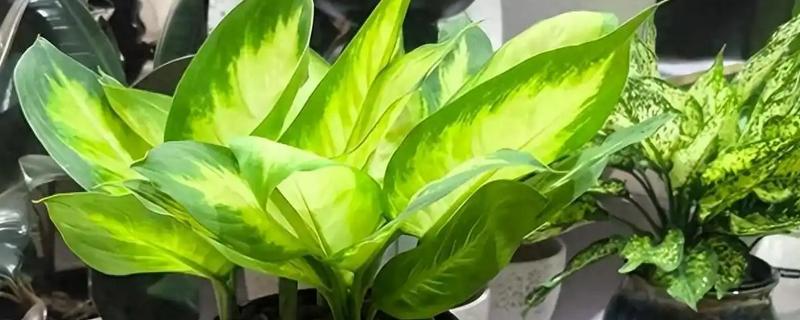 绿植的常见品种，万年青、常春藤、鸭脚木都很常见