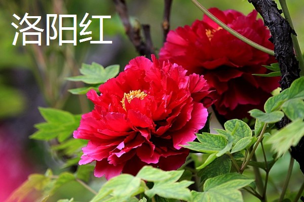 牡丹花的栽培技术，要选择肥力充足的花土种植