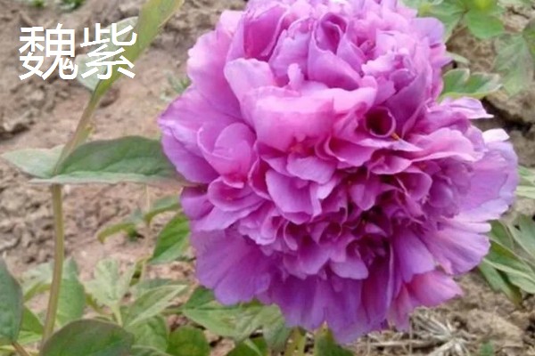 牡丹花的栽培技术，要选择肥力充足的花土种植