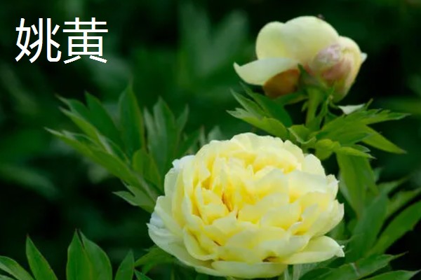 牡丹花的栽培技术，要选择肥力充足的花土种植