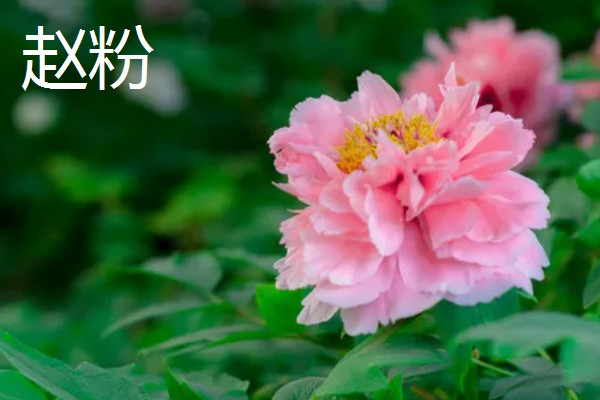 牡丹花的栽培技术，要选择肥力充足的花土种植