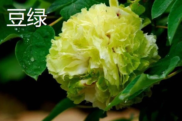 牡丹花的栽培技术，要选择肥力充足的花土种植