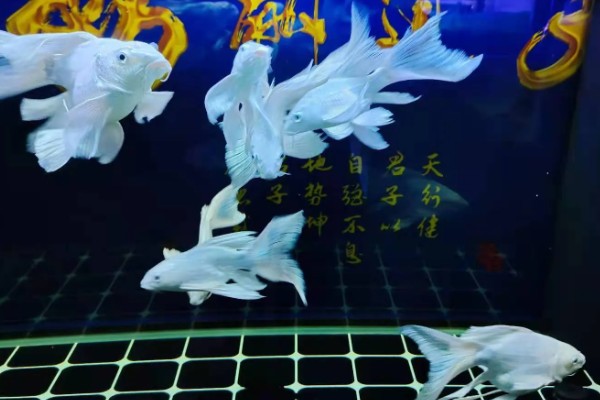 蝴蝶鲤怎么养，每天投喂一次
