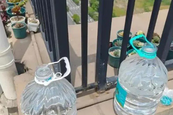 蝴蝶鲤怎么养，每天投喂一次
