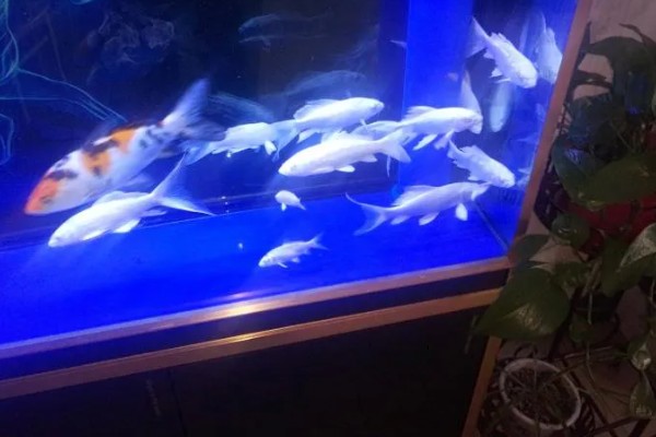 蝴蝶鲤怎么养，每天投喂一次