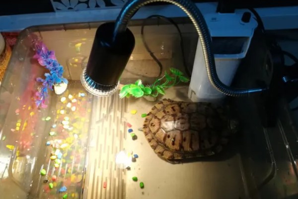 草龟要晒太阳吗,是需要晒太阳的