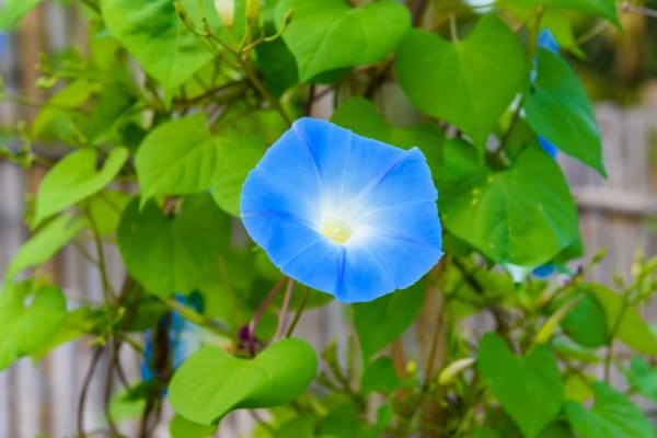 牵牛花的睡眠状态，花瓣合拢向上竖起