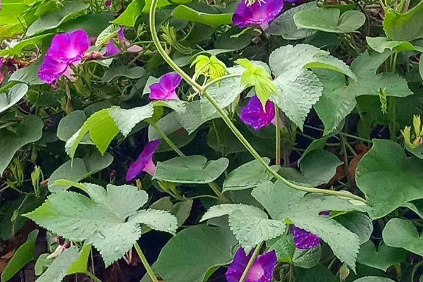 牵牛花的睡眠状态，花瓣合拢向上竖起