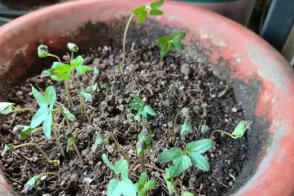 牵牛花的睡眠状态，花瓣合拢向上竖起