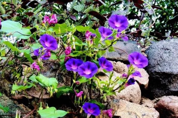 牵牛花的睡眠状态，花瓣合拢向上竖起