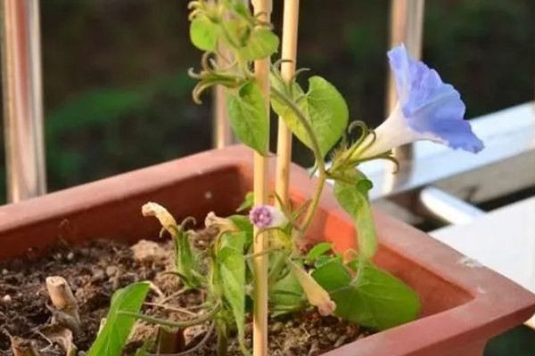牵牛花的睡眠状态，花瓣合拢向上竖起