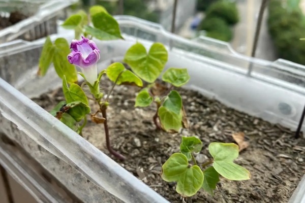 牵牛花的睡眠状态，花瓣合拢向上竖起