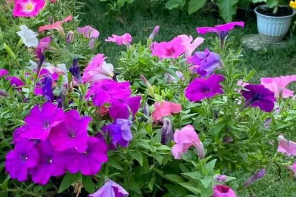 牵牛花的睡眠状态，花瓣合拢向上竖起