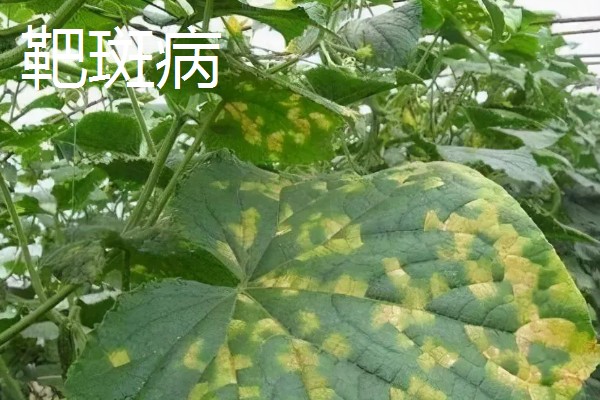 甜瓜的种植方式,株距和行距保持在15厘米左右