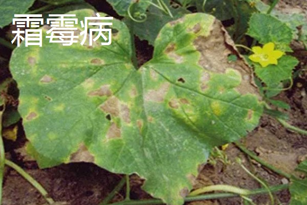 甜瓜的种植方式,株距和行距保持在15厘米左右