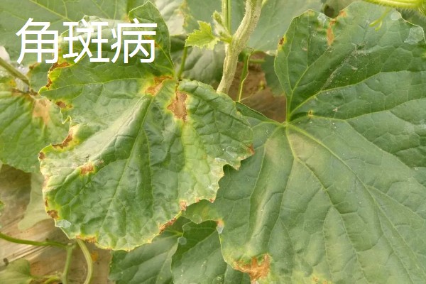 甜瓜的种植方式,株距和行距保持在15厘米左右