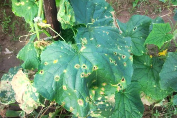 甜瓜的种植方式,株距和行距保持在15厘米左右