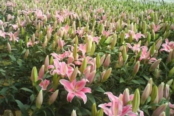 百合花什么时候种,可以在三四月份进行栽种