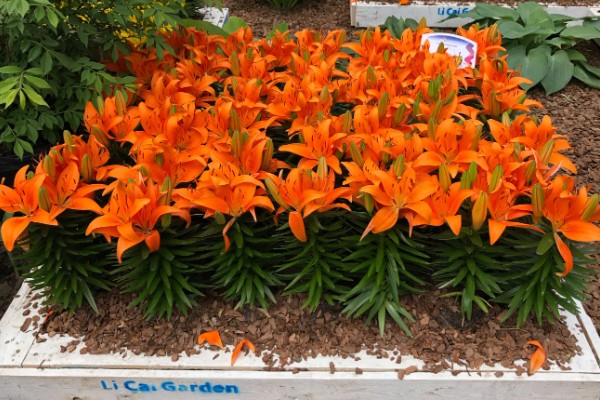 百合花什么时候种,可以在三四月份进行栽种