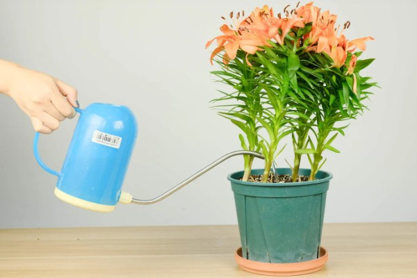 百合花什么时候种,可以在三四月份进行栽种