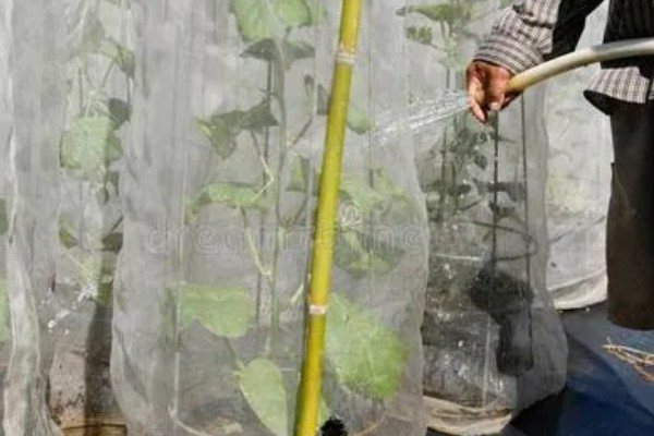 甜瓜的种植方式,株距和行距保持在15厘米左右