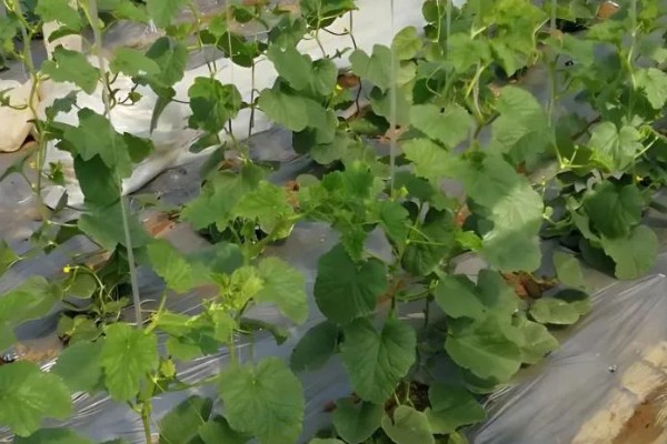甜瓜的种植方式,株距和行距保持在15厘米左右