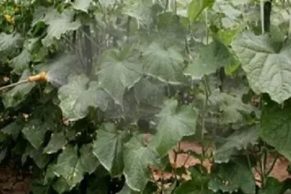 甜瓜的种植方式,株距和行距保持在15厘米左右