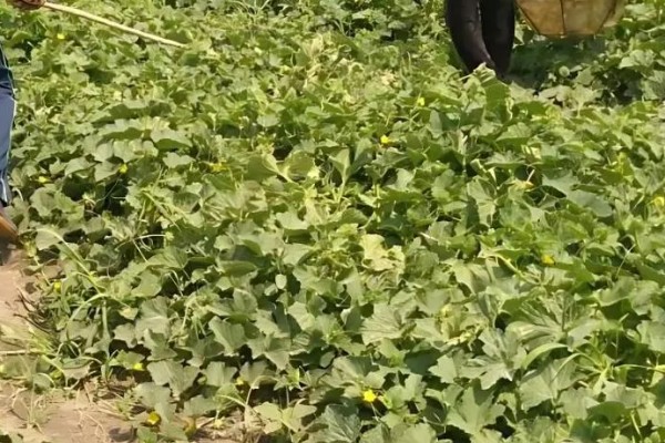 甜瓜的种植方式,株距和行距保持在15厘米左右