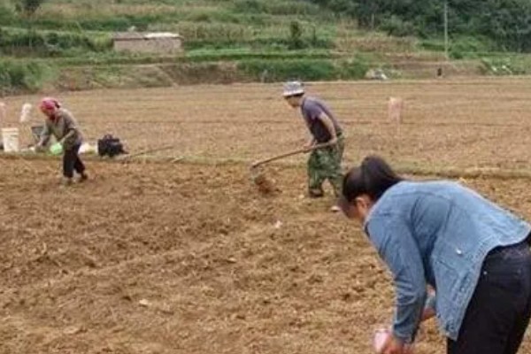 甜瓜的种植方式,株距和行距保持在15厘米左右