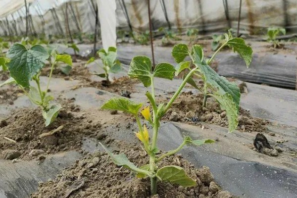 甜瓜的种植方式,株距和行距保持在15厘米左右