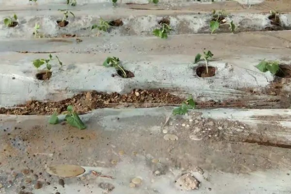 甜瓜的种植方式,株距和行距保持在15厘米左右