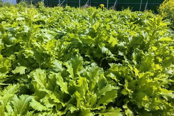 雪里蕻的种植时间，在春季2月下旬到4月播种